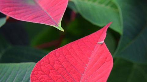 Sur poinsettia, certains producteurs utilisent ou ont utilisé l’aubergine comme plante-piège. ©A.Mabire